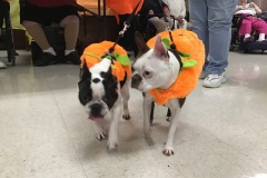 Pumpkin-friends