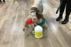 Snickers-...How-do-I-pick-this-up