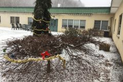 Trees-everywhere-with-decorations-on-scaled