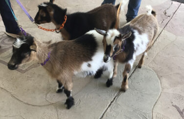 Three friendly goats