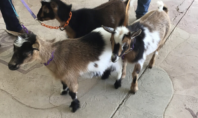 Three friendly goats